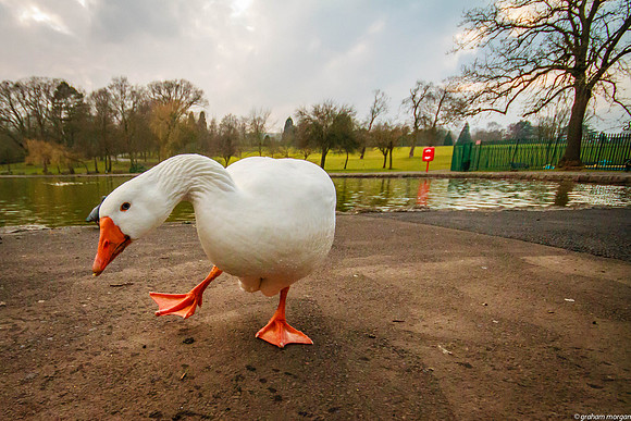 EMBDEN GOOSE