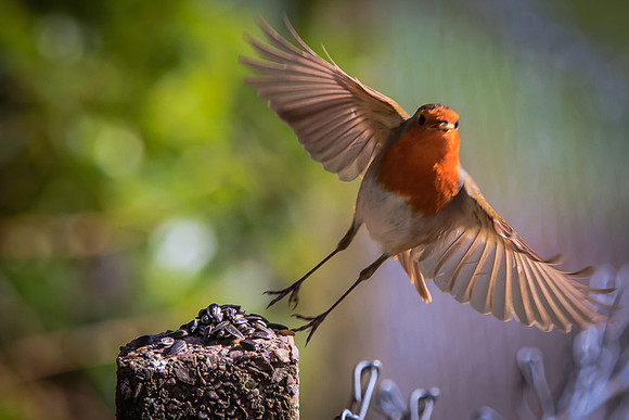 Robin (Erithacus rubecula)
