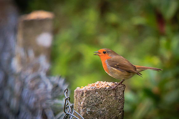 Robin (Erithacus rubecula)