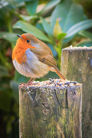 Robin (Erithacus rubecula)