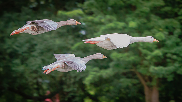 Embden Goose (Anser domesticus)(?)