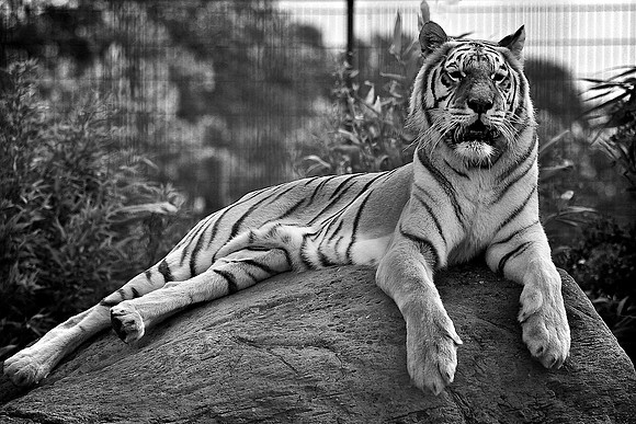 BIG CAT AT THE ISLE OF WIGHT ZOO 2009