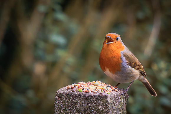Robin (Erithacus rubecula)