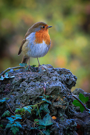 Robin (Erithacus rubecula)