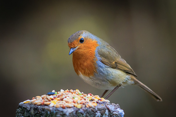 Robin (Erithacus rubecula)