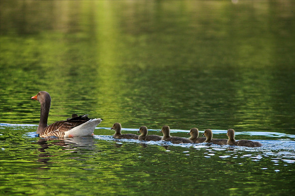 Goslings at Aberdare Park