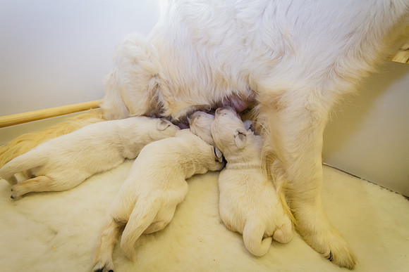 LIBBY'S 2015 PUPPIES