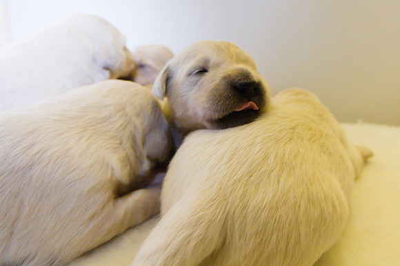 LIBBY'S 2015 PUPPIES