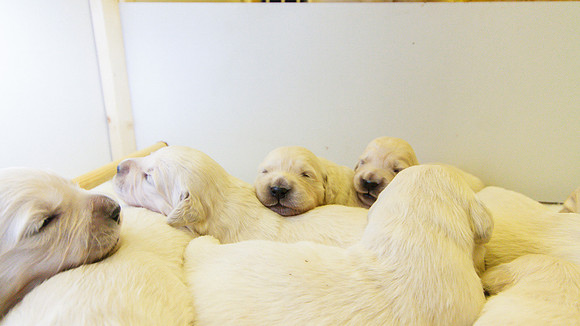 LIBBY'S 2015 PUPPIES