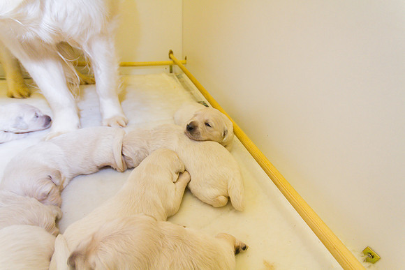 LIBBY'S 2015 PUPPIES
