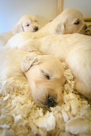 At 4 weeks old
