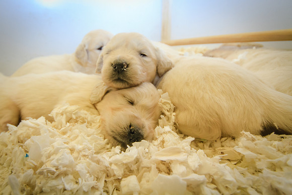 At 4 weeks old
