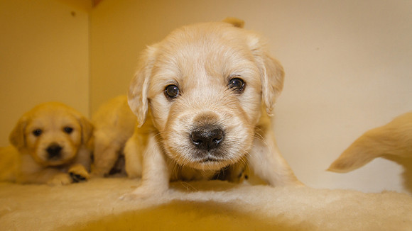 @ 33 days old