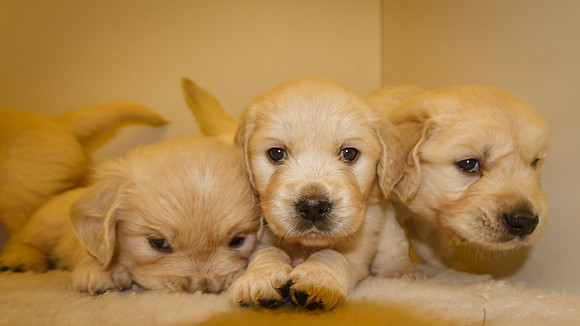 @ 33days old