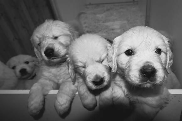 @ 37 days old