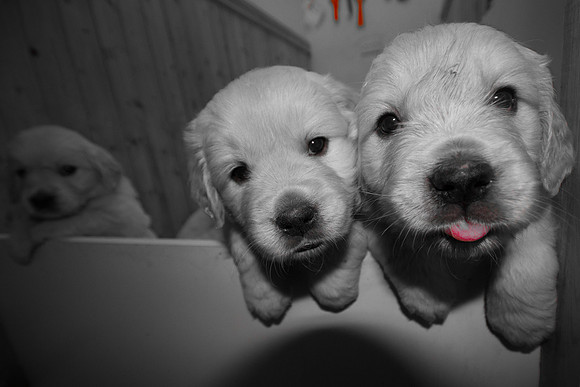 @ 37 days old