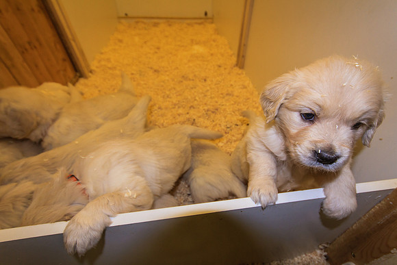 @ 37 days old