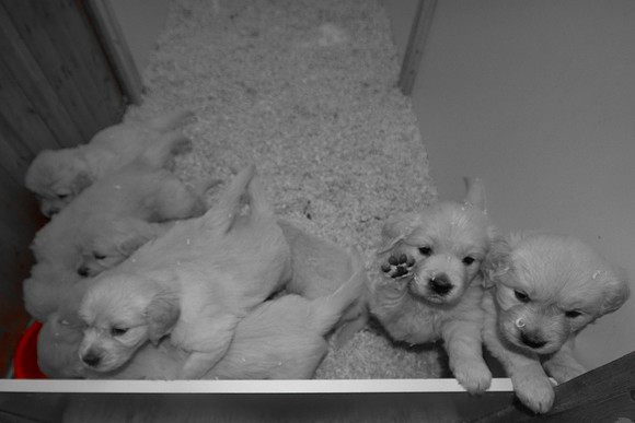 @ 37 days old