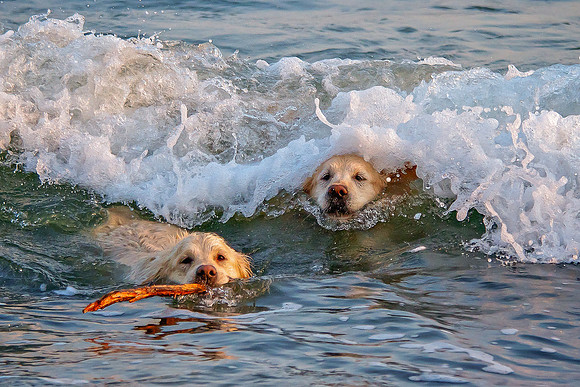 ALLEZ & LIBBY AT LANGLAND BAY
