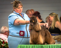 WKC 2026 Ch. Show