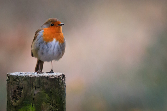 Robin (Erithacus rubecula)