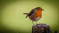ROBINS