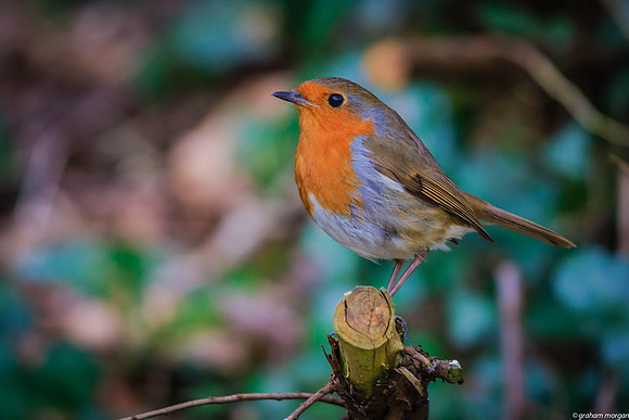ABERDARE PARK-1