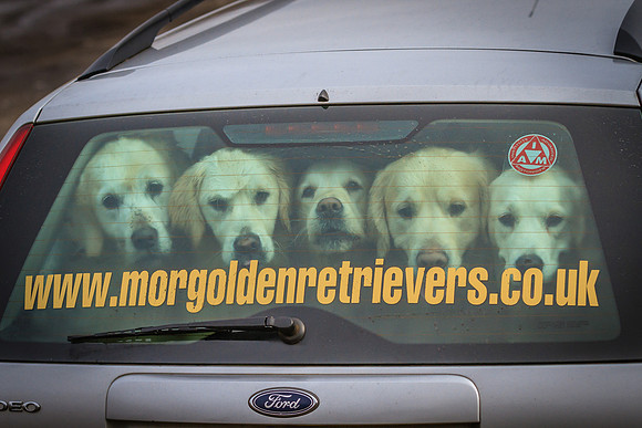 MORGOLDENRETRIEVERS