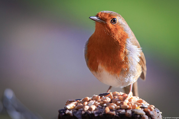 Robin (Erithacus rubecula)