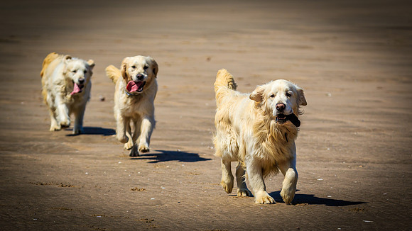 LLANGENNITH BEACH MAY 10TH 2017 - GRIFF, ROSIE AND LIBBY