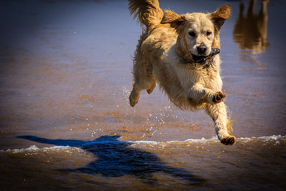 LLANGENNITH BEACH MAY 10TH 2017 - ROSIE