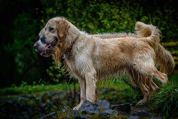 ROSIE & GRIFF