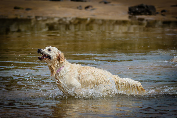 BRON AT MUMBLES