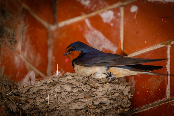 BARN SWALLOW