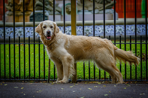 ROSIE