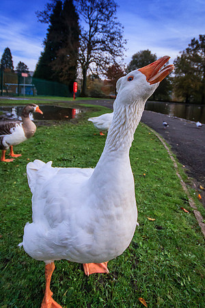 Embden Goose (Anser domesticus)(?)