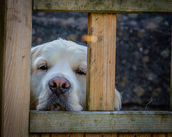 GRIFF IN THE GARDEN