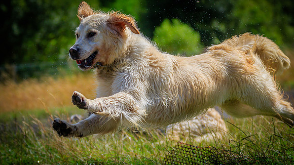 ROSIE IN FLIGHT  16-9-1