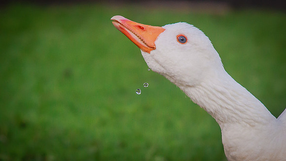 Embden Goose (Anser domesticus)(?)