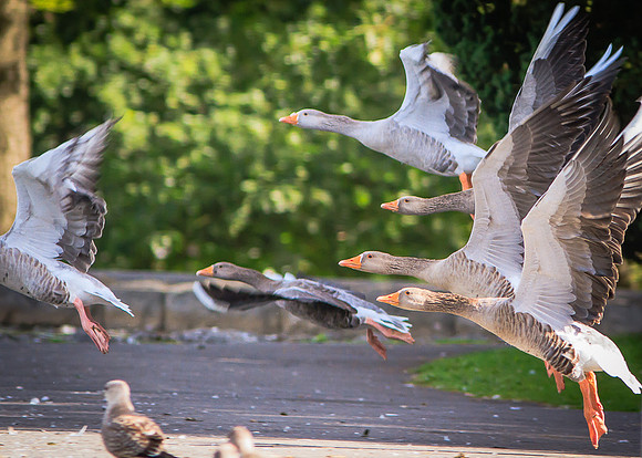 Embden Goose (Anser domesticus)(?)