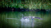 GULLS