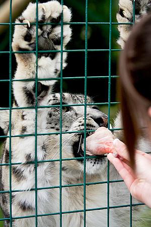Snow Leopard