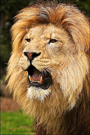 AT THE WILDLIFE HERITAGE FOUNDATION IN KENT