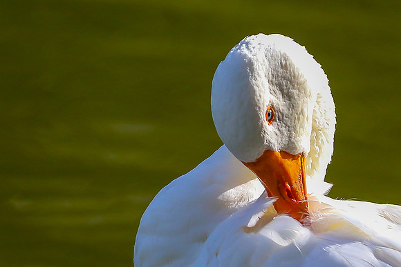 EMBDEN GOOSE