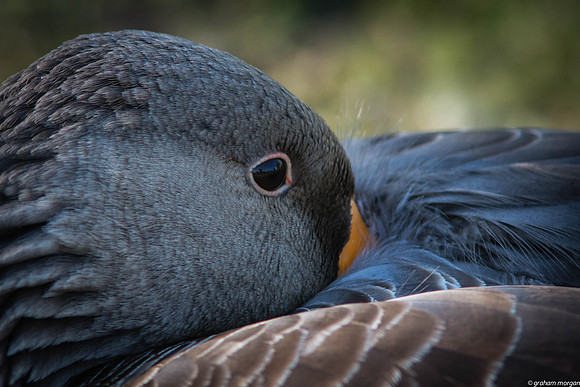 Aberdare Park-9