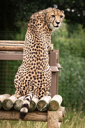 Cheetah