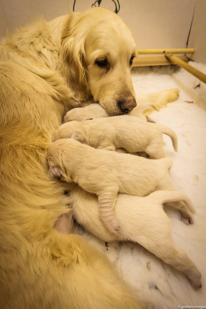 3 Days Old