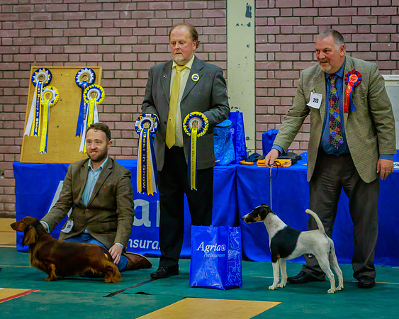 BEST IN SHOW