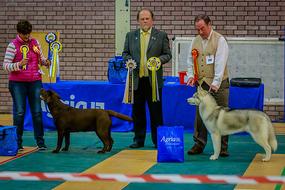 BEST PUPPY IN SHOW