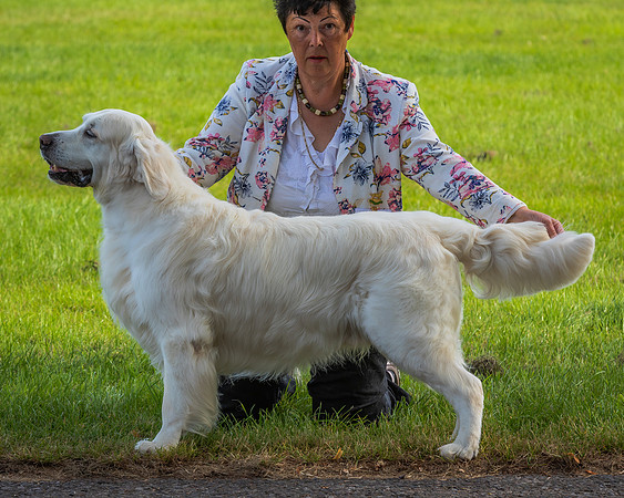 RING No. 36 SPECIAL VETERAN DOG